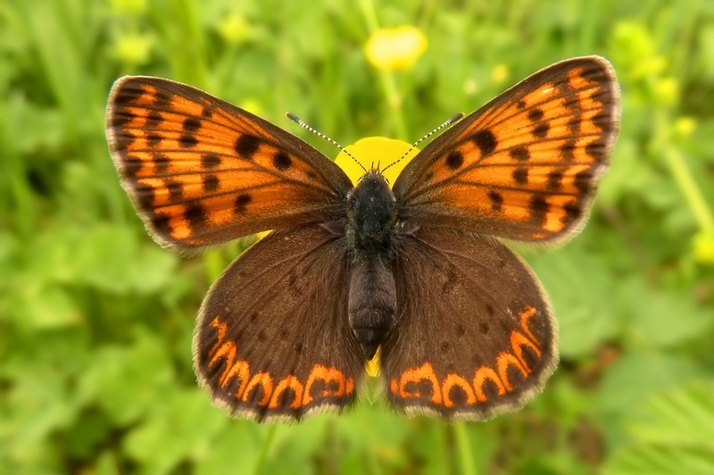 Lycaena tityrus